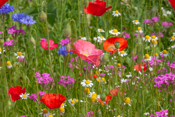 colorful flowers on meadow at summer