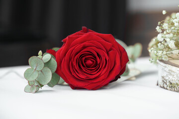 Eine rote Rose liegt mit prachvoller Blüte auf einem Tisch. Die rote Rose ist ein Zeichen der...