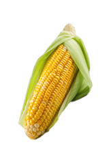 Shucked ears of corn. Raw sweet corn isolated on transparent background, close up.