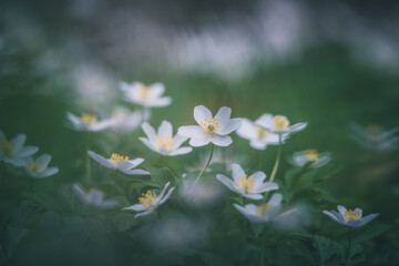 wood anemone (Anemone nemorosa), or Sylvie anemone