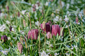 fritillaria meleagris in the grass with many buds and flowers