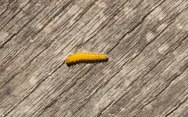 Fototapeta premium Cladius grandis. Tenthredinidae is the largest family of sawflies. Sawflies are the insects of the suborder Symphyta within the order Hymenoptera.