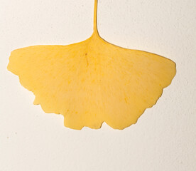 Ginkgo biloba, also known as the maidenhair tree. Ginkgo leaves in autumn.