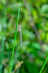 A Dragonfly in green nature