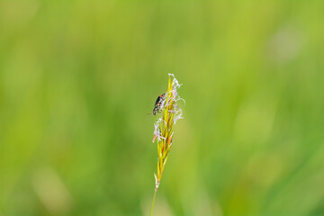 Green  beetle on a plant in green nature