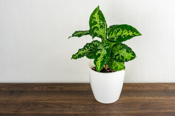 Aglaonema pictum tricolor plant on top of wood table