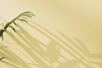 Green branches of a decorative palm tree with a shadow on a yellow background. Natural background. Selective focus