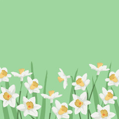 Spring banner with daffodils. Flowers background for design.