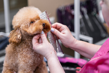 Happy cute poodle Dog getting groomed at salon. Professional cares for a dog by Groomer's hands with hairbrush