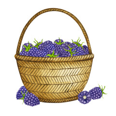 Basket with blackberries. Watercolor composition. Realistic clipart for packaging, postcards, menus, logos, fabric prints and more.
