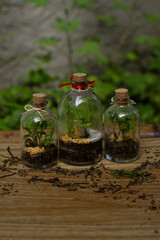 bottle of water terrariums