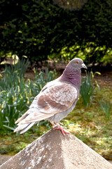 Pigeon