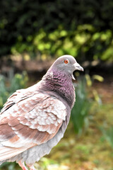 pigeon 2