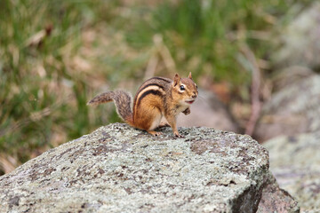 a surprised chipmunk on a rock