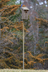an eastern bluebird perched on top of a birdhouse
