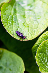 Black beetle on green leaf of plant