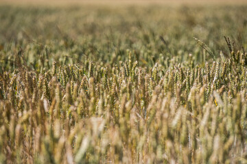 field of wheat