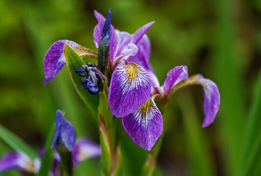 purple iris flower