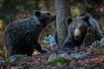 Brown bears in the Slovenian forest