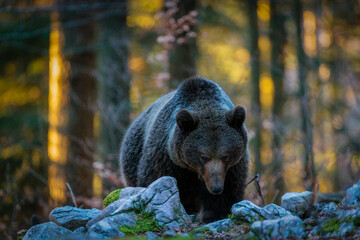 Brown bears in the Slovenian forest