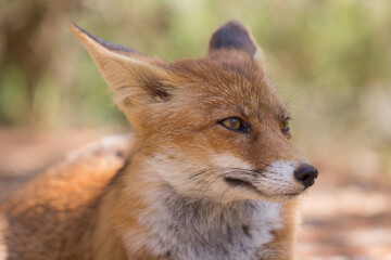 Zorro, Vulpes Vulpes.