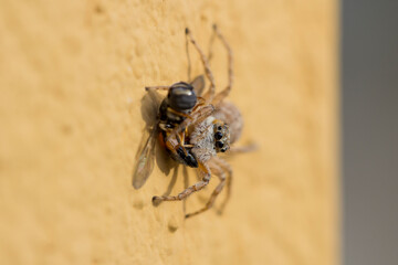 Araña saltadora, Salticidae.