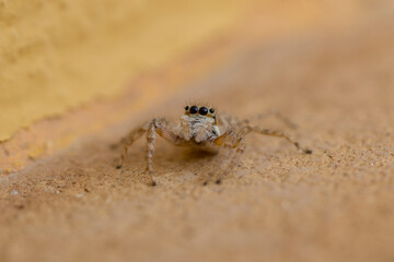 Araña saltadora, Salticidae.