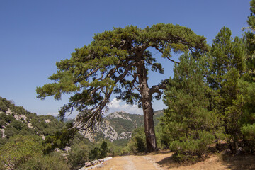 Fototapeta na wymiar Pinus nigra en la ruta de los Tejos, en Cazorla.
