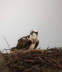 Nesting Osprey