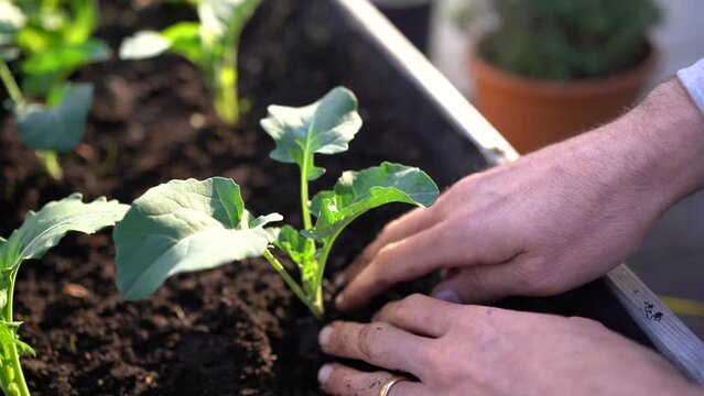 hands planting vegetable seedlings (kohlrabi) in a raised bed on a balcony in evening light