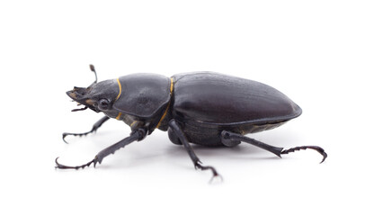 Brown deer beetle.