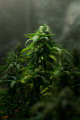 close up of grass marihuana