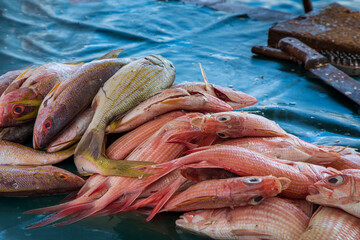 fresh fish on the market