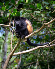 Male howler monkey in tree in Panama