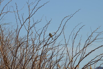 bird on a branch