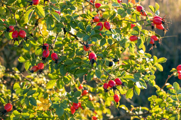 Red berries of wild hips rose Rosa canina in autumn