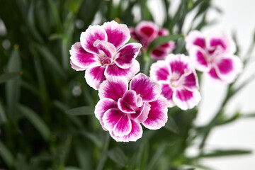 Purple mini carnation dianthus in colorful flower pot. Flowering carnation plant. Dianthus Chinensis 