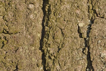 tree bark texture with cracks and moss