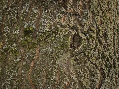 tree bark texture with lichen and moss