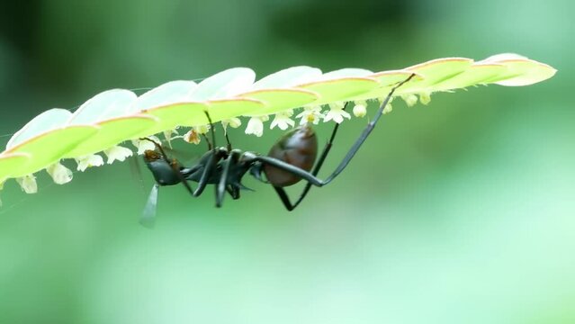 Formicine ant suck the nectar of wild flowers seen from the side