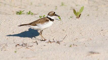 a bird on the beach