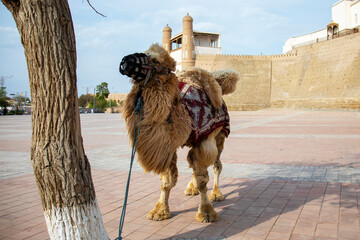 a shaggy camel with a muzzle