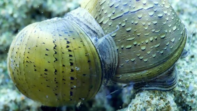 Fresh water snail mating in the aquarium