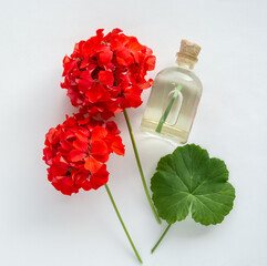 delicate red flower Pelargonium, garden geranium or zonal geranium Flowers on white background	