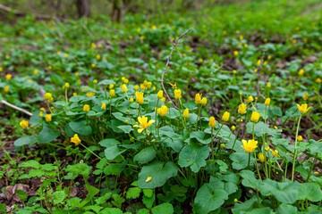 Friendly yellow flowers of lesser celandine, they cover their petals while it rains. Ficaria verna. Selective focus.
