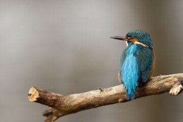 Kingfisher