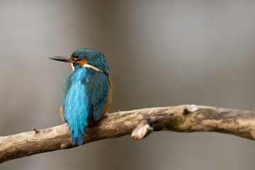 Kingfisher