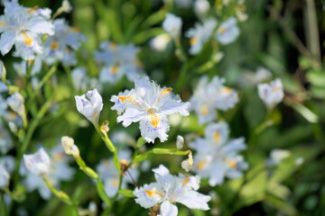 Fototapete bei efototapeten.de bestellen   