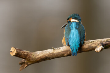 Kingfisher