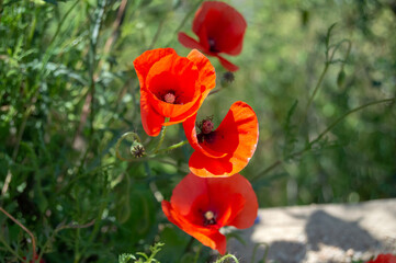 Flowers with intense red and orange color